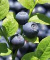 Bilberry