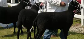 Devon County Show