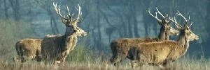 Red Deer on Exmoor