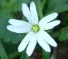 Greater Stitchwort