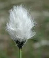 Hares Tail Cotton Grass