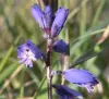 Heath Milkwort